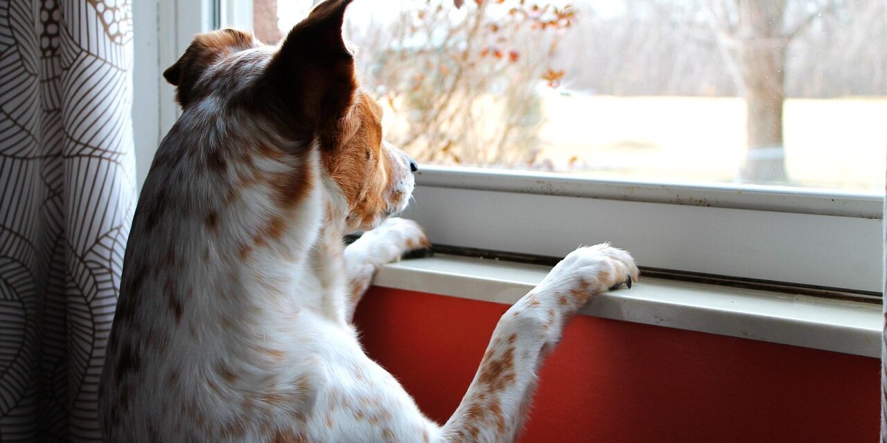 dog looking out car window