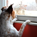 dog looking out car window