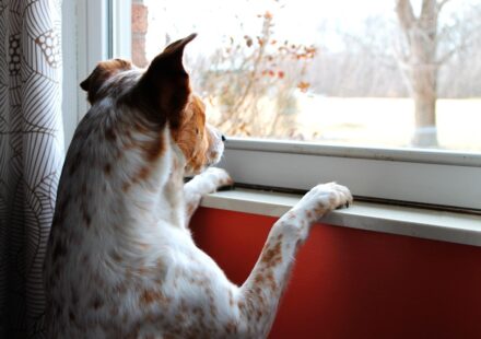 dog looking out car window