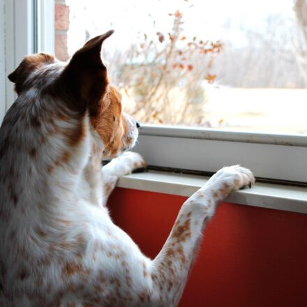 dog looking out car window