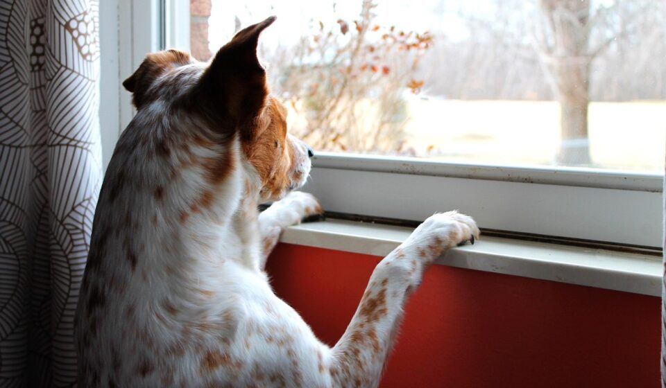 dog looking out car window