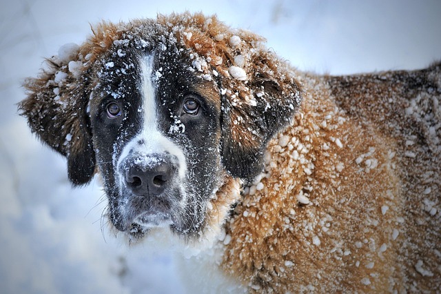 A dog looking inquisitively at a bag of Purina ONE Lamb and Rice dog food