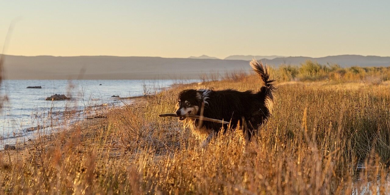 dog playing fetch park