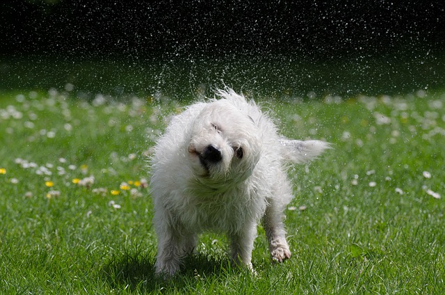 Dog shaking off dry shampoo, with a light mist visible