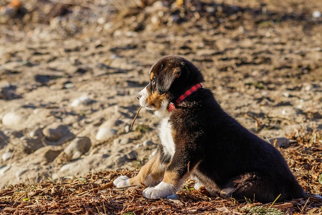 Dog wearing a collar with ID tags and microchip scanner