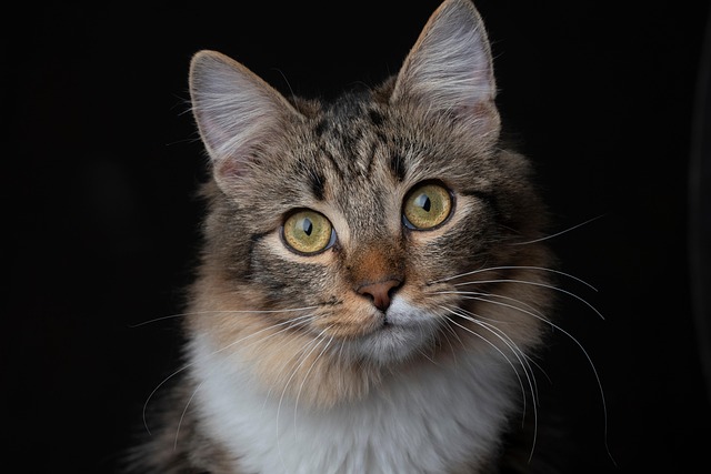A domestic cat curiously sniffing a slice of pizza on a wooden table, with a blurred kitchen background. (can cats eat pizza)