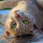 domestic tiger cat