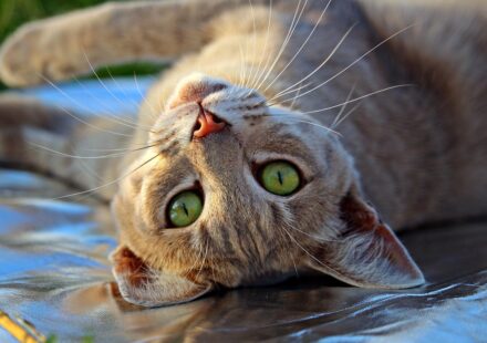 domestic tiger cat