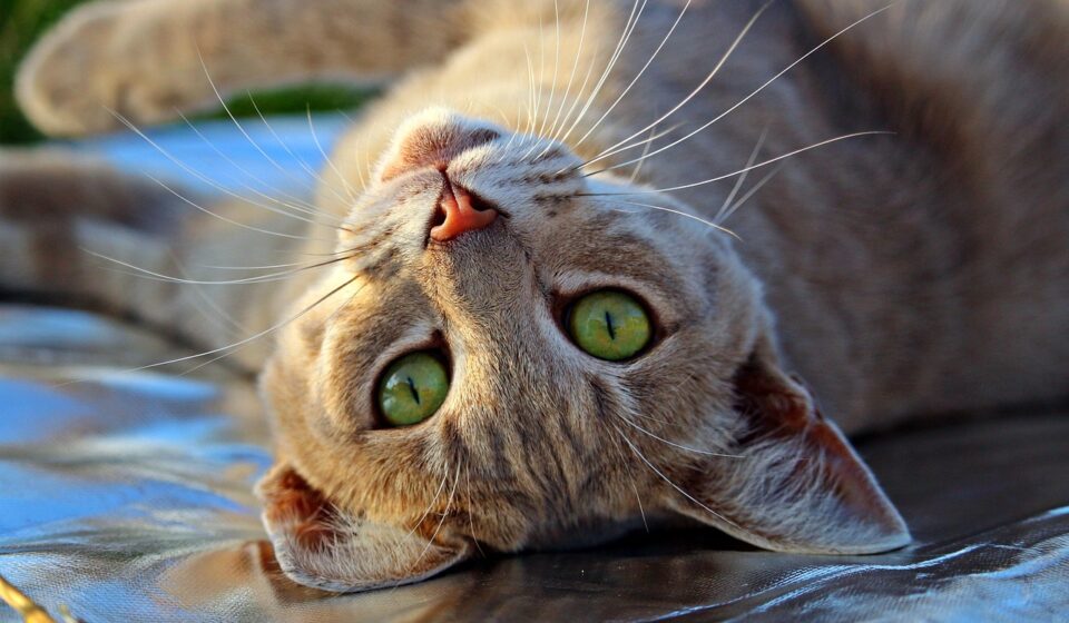 domestic tiger cat