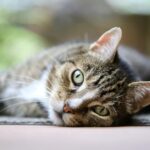 dragon li cat