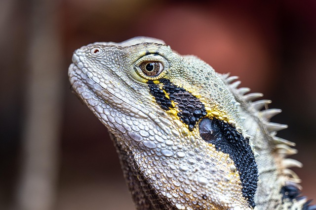 A Dragon Li cat being petted by its owner, showing a strong bond