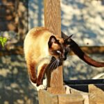 exotic house cat breeds