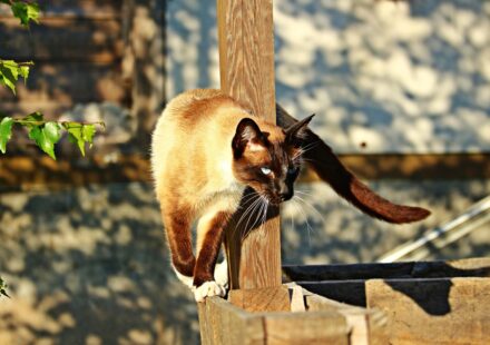 exotic house cat breeds