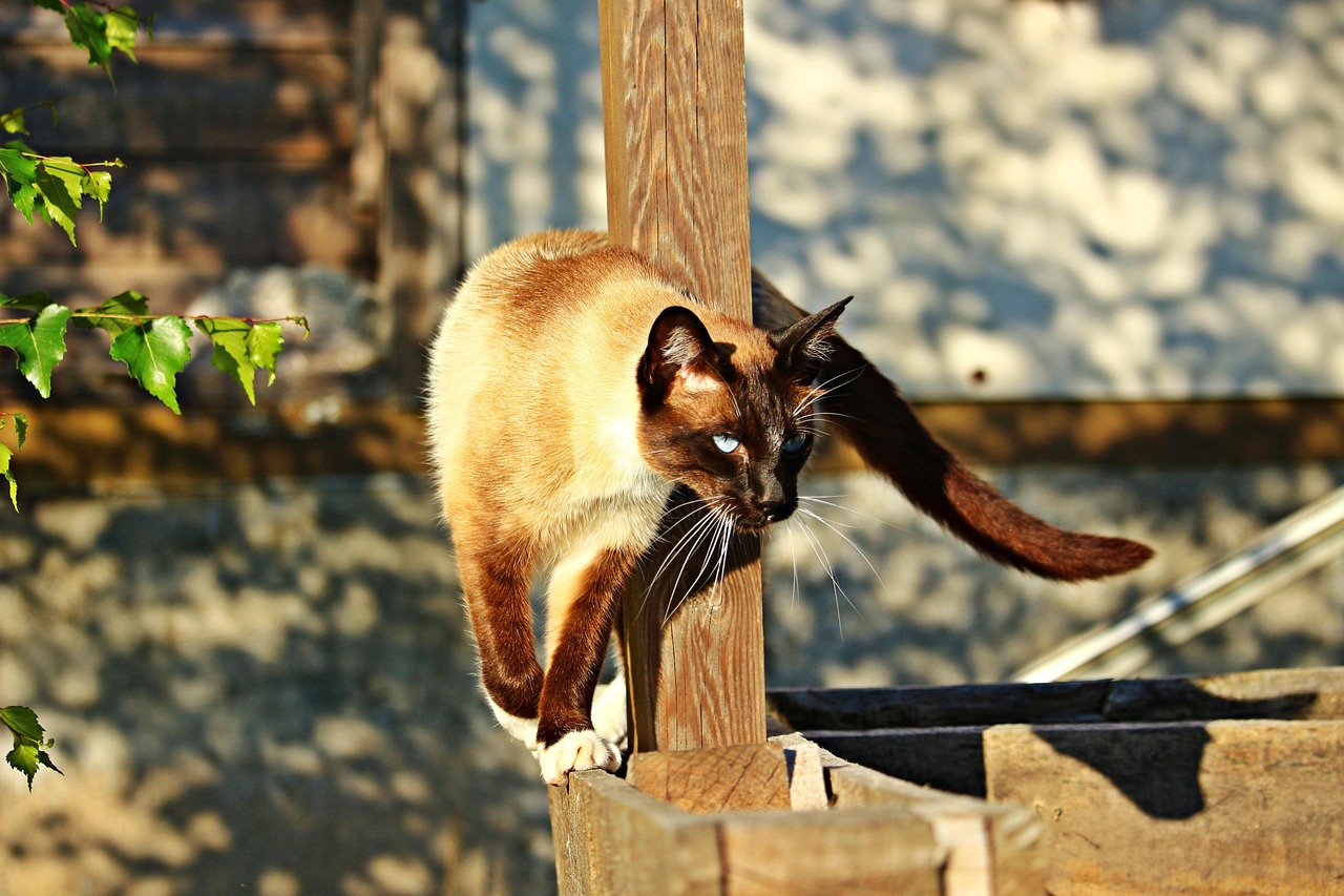 Exotic House Cats: Your 2026 Guide to Unique Feline Companions