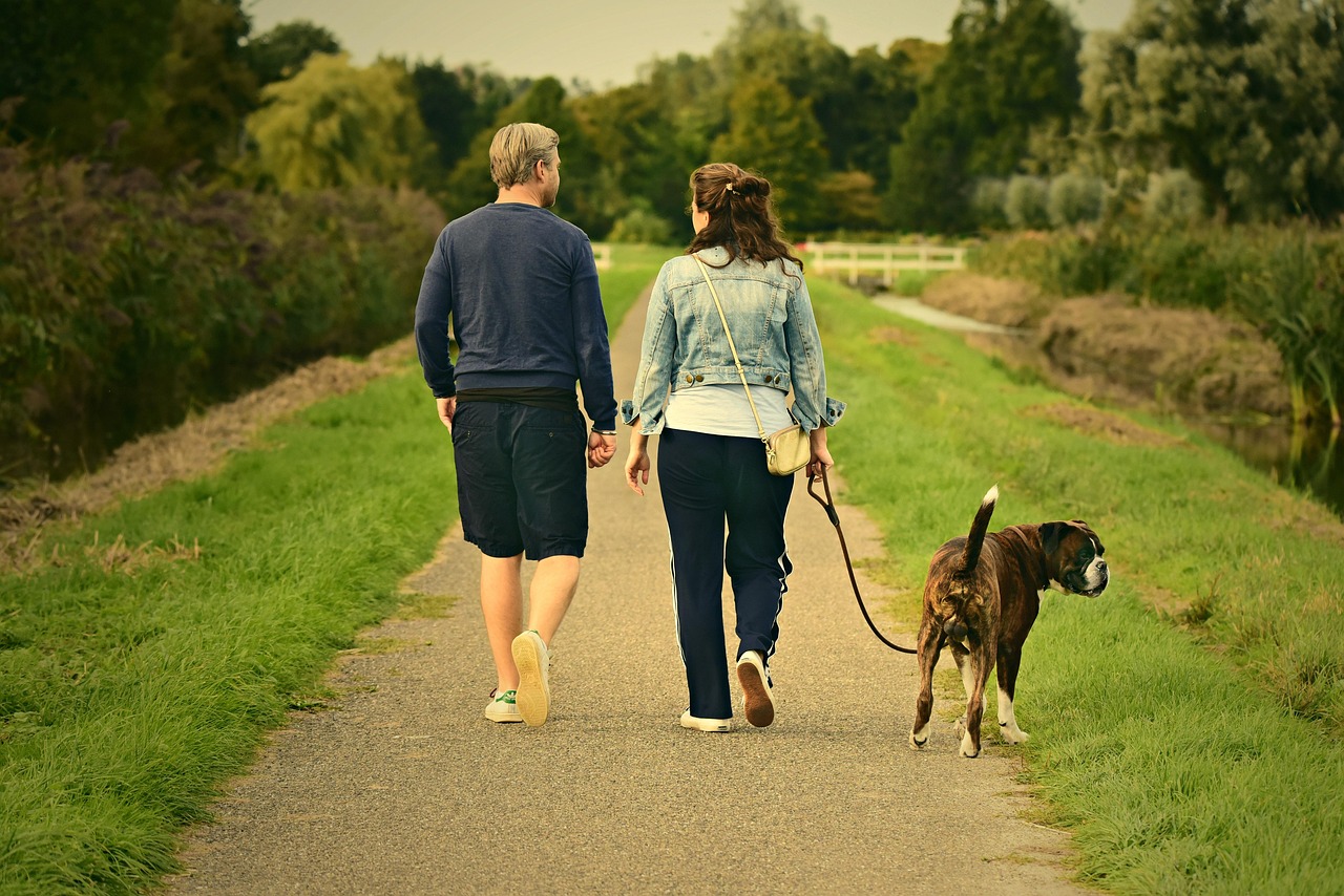 How to Care for a Dog in Heat in 2026: Essential Tips