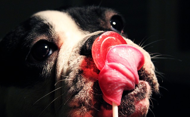 A French ton puppy playing with a rope toy