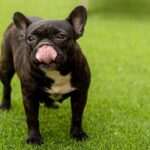 Frenchton Dog: Traits, Temperament & 2026 Care Guide