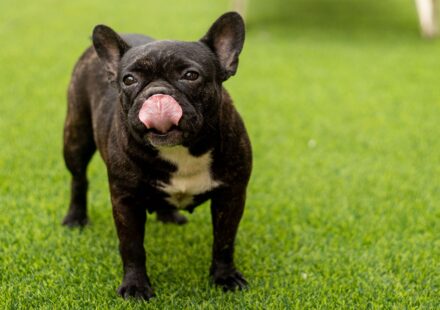 Frenchton Dog: Traits, Temperament & 2026 Care Guide