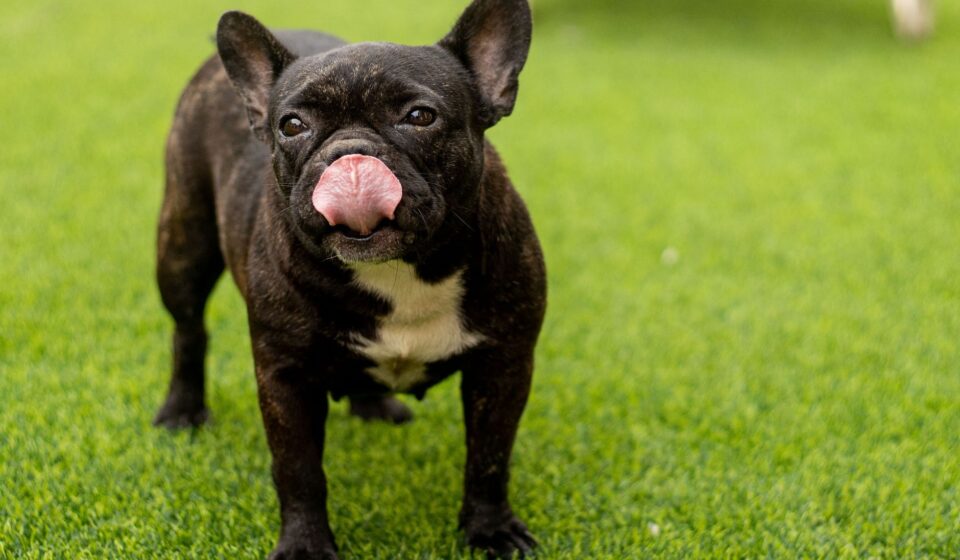 Frenchton Dog: Traits, Temperament & 2026 Care Guide