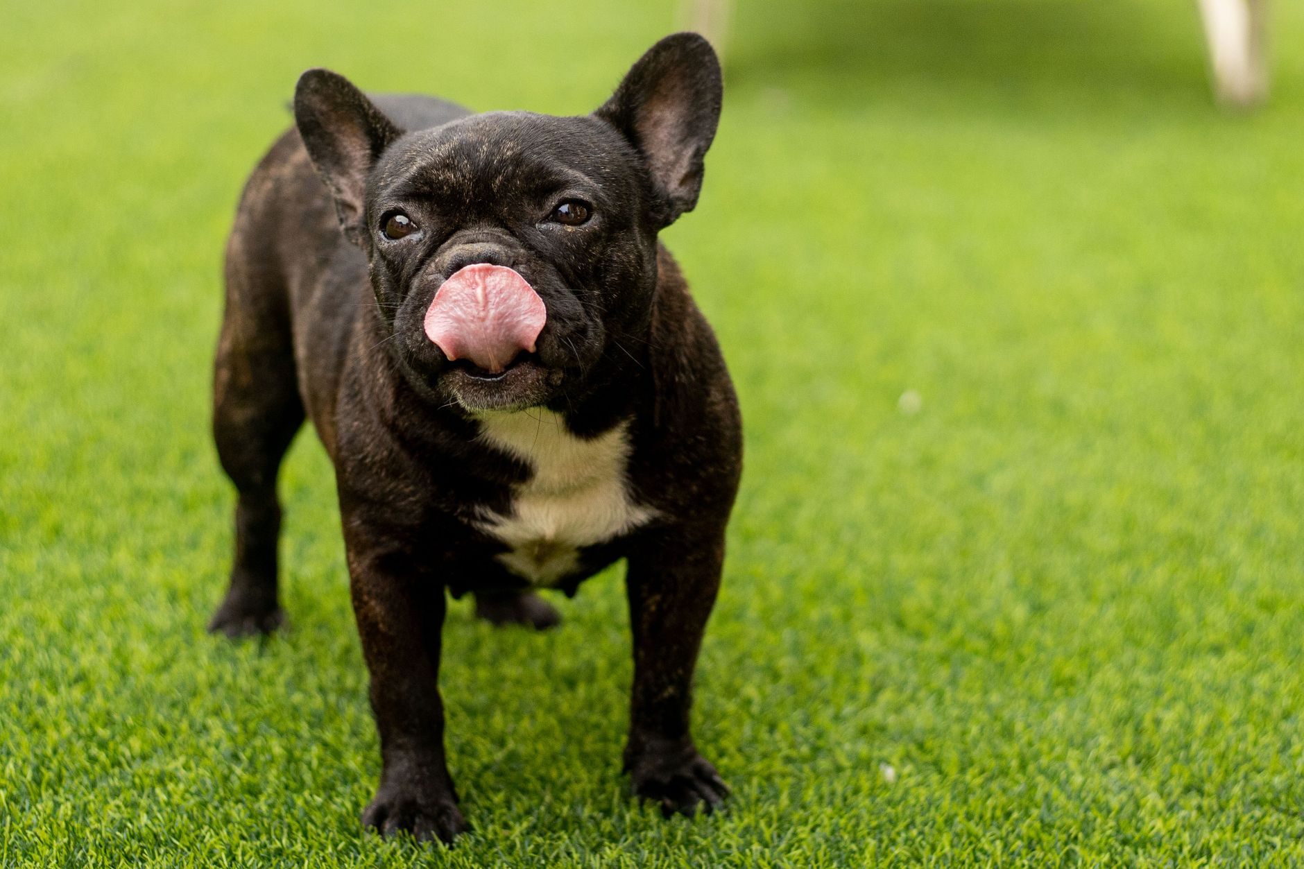 Frenchton Dog: Traits, Temperament & 2026 Care Guide