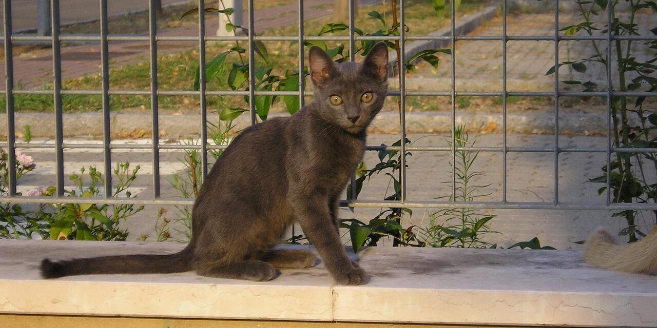 friskies lil soups cat