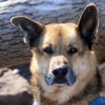german shepherd mix dog