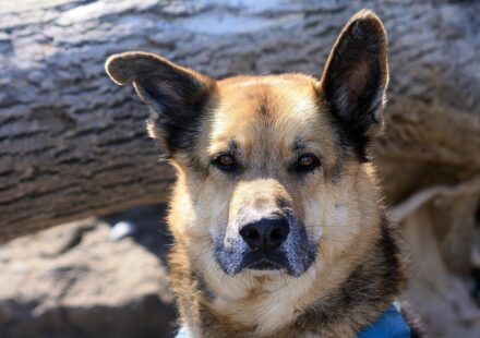 german shepherd mix dog