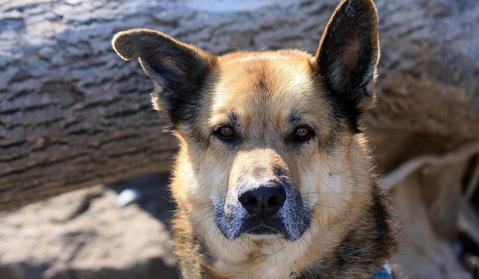 german shepherd mix dog