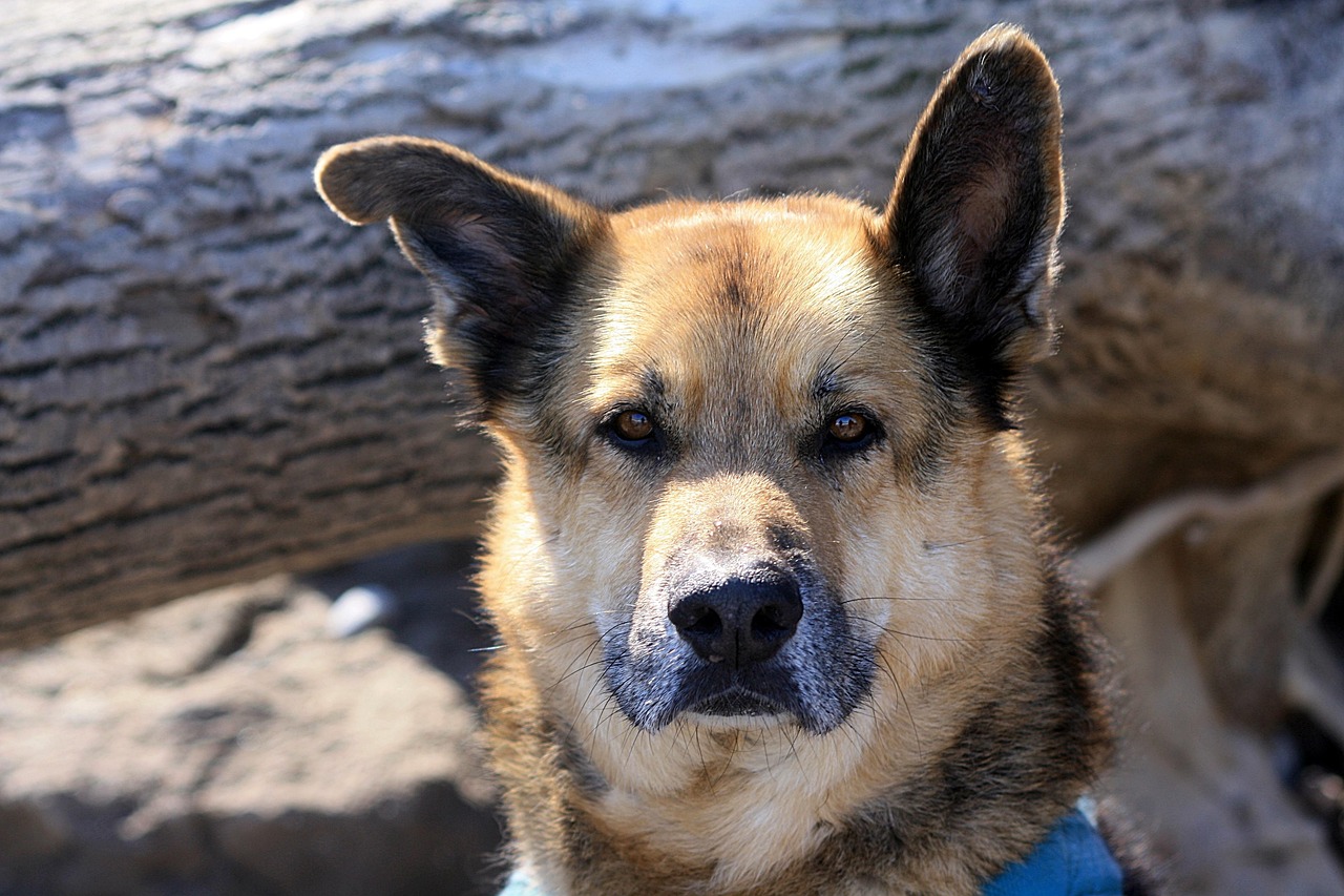 German Shepherd Mix: Your Complete Guide in 2026