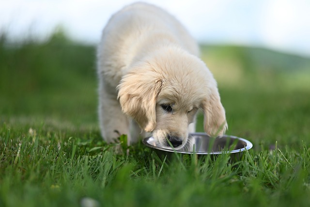 A golden retriever drinking fresh water from a bowl