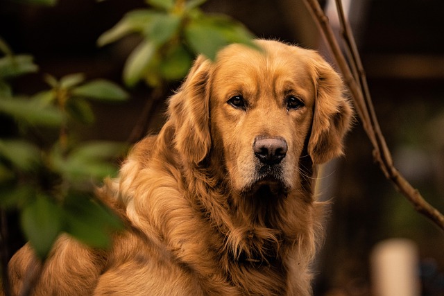 Golden retriever wearing a bandana looking excited in a car seat