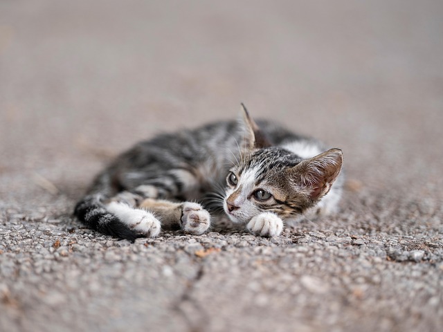 A grey tabby cat kitten playing with a feather wand held by a human hand.