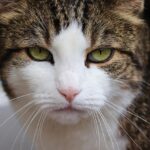 grumpy cat meme