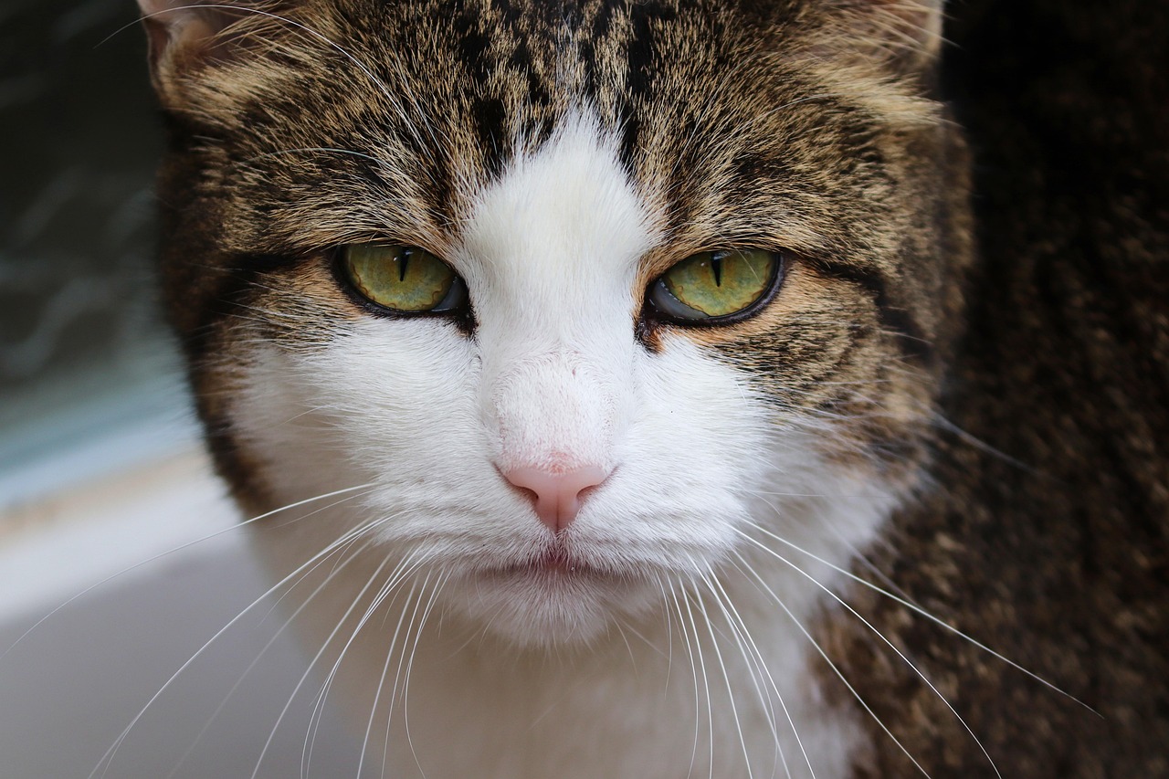 Grumpy Cat Meme: The Enduring Icon of Internet Sarcasm in 2026