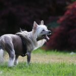 happy dog playing outdoors