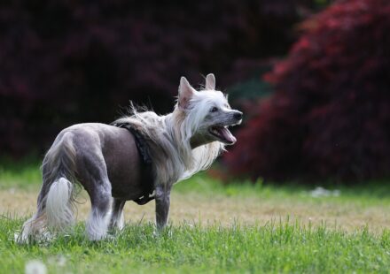 happy dog playing outdoors