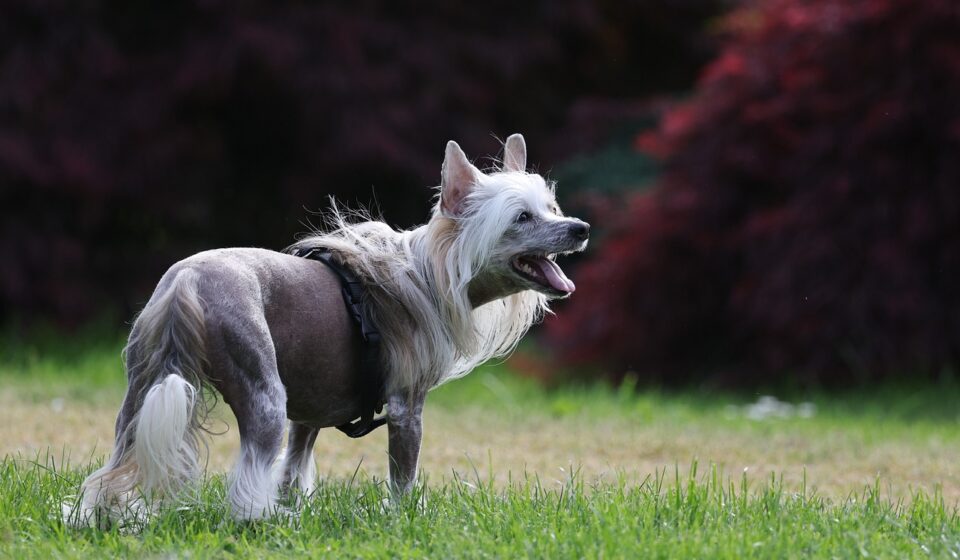 happy dog playing outdoors