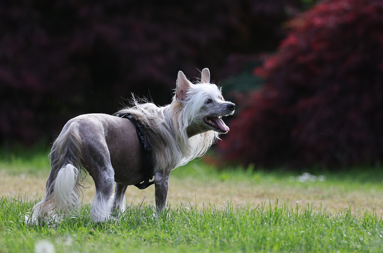 How to Care for a Dog in 2026: Essential Guide for Happy Pups