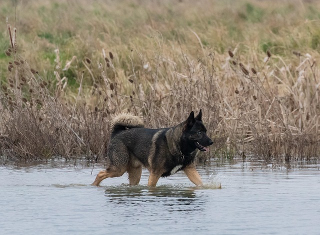 A happy German Shepherd mix dog wagging its tail (shepherd mix dog breeds)