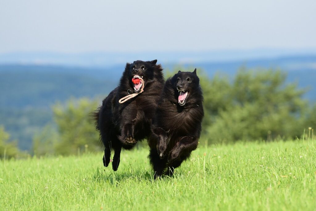 healthy dog playing