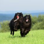 healthy dog playing