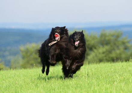 healthy dog playing