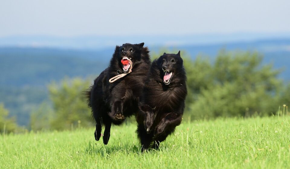 healthy dog playing