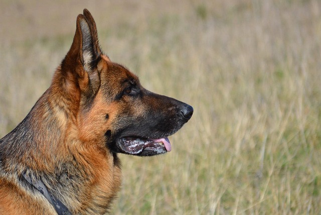 King German Shepherd resting calmly indoors