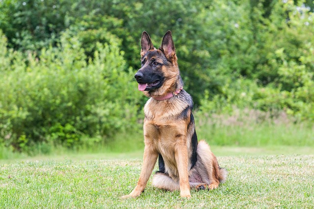 King German Shepherd playing fetch in a park