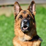 king german shepherd dog