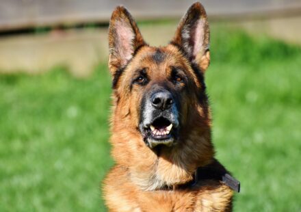 king german shepherd dog