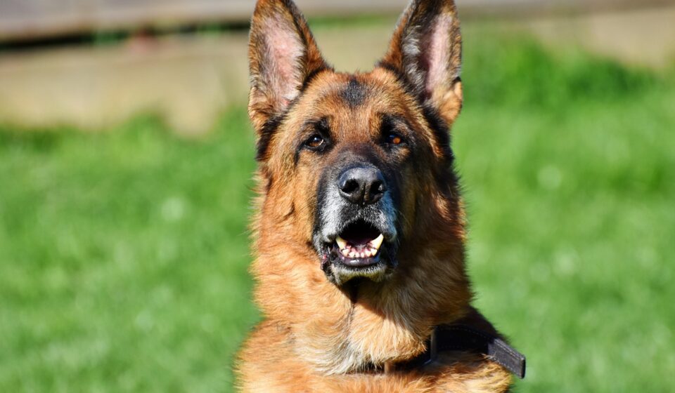 king german shepherd dog