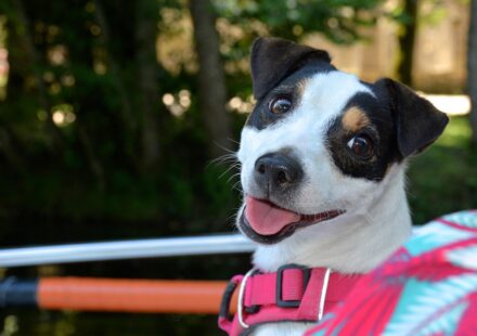 kong dog harness