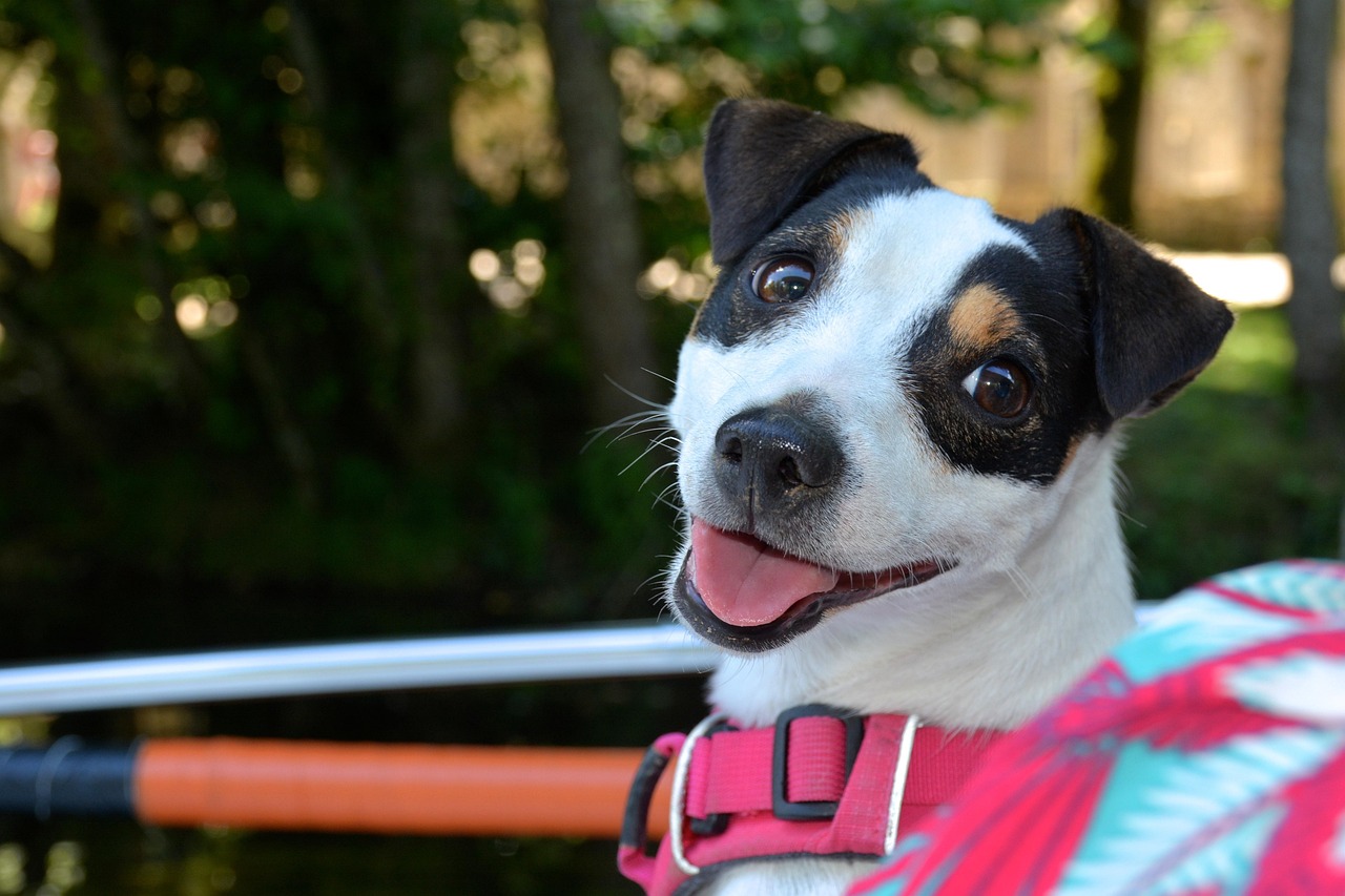 Kong Harnesses for Dogs: A 2026 Buyer’s Guide